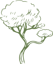 arbre vert 1