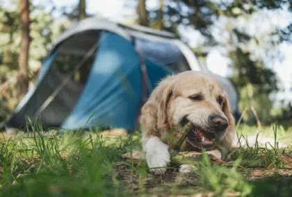 Our friends the dogs 9 AdobeStock 1401535040