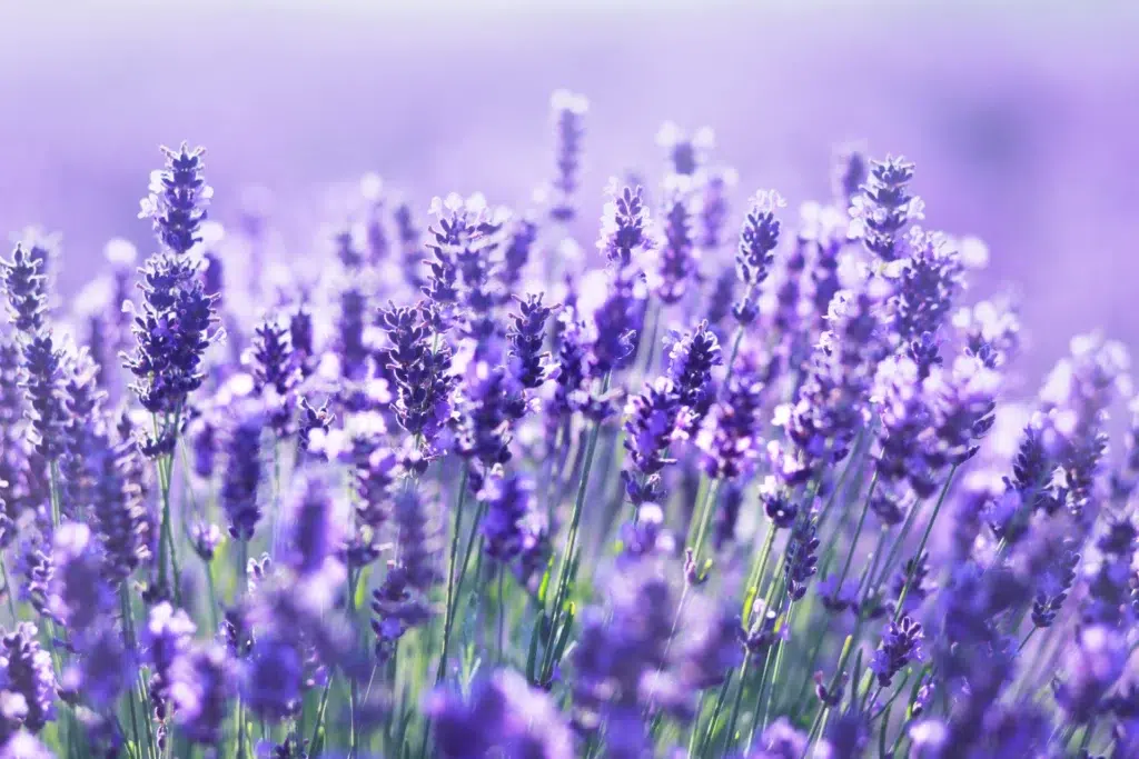AdobeStock 167351986