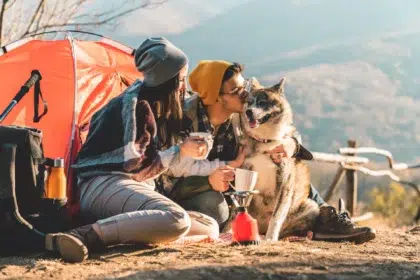 Our friends the dogs 13 AdobeStock 645934866