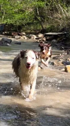 Our friends the dogs 5 511702158 3492296964239491 8022416771251739349 n